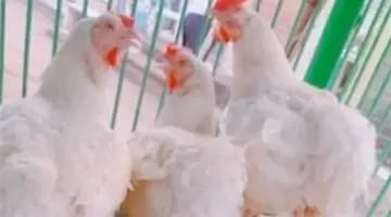 بورصة الدواجن الآن.. أسعار كيلو الفراخ البيضاء والبلدي للمستهلك اليوم