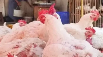 بورصة الدواجن اليوم.. أسعار كيلو الفراخ البيضاء والساسو والبيض في الأسواق المصرية