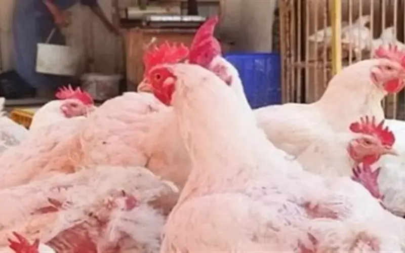 بورصة الدواجن اليوم.. أسعار كيلو الفراخ البيضاء والساسو والبيض في الأسواق المصرية