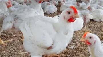 بورصة الدواجن اليوم.. اطّلع على سعر كرتونة البيض الأبيض والأحمر