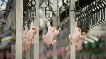 بورصة الدواجن في أسواق ومحلات الأقصر اليوم الخميس 2 أبريل 2026