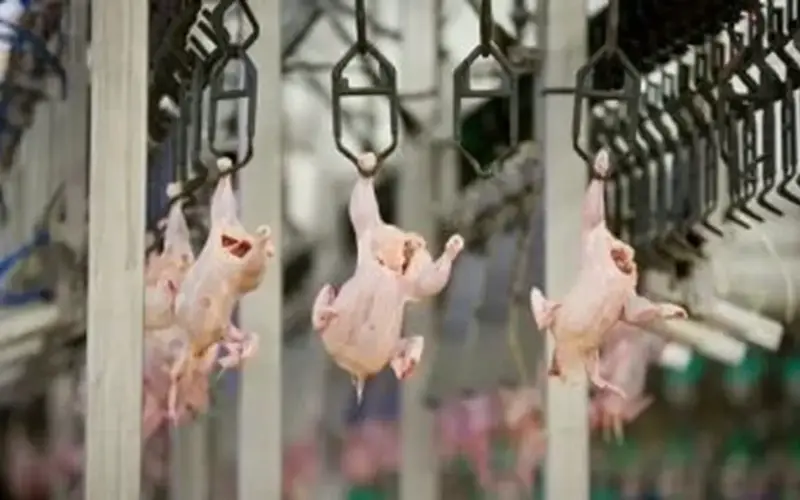 بورصة الدواجن في أسواق ومحلات الأقصر اليوم الخميس 2 أبريل 2026