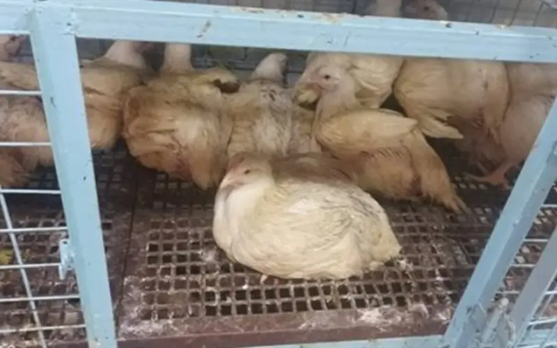 بورصة الدواجن في الشرقية: تعرف على أسعار كيلو الفراخ الساسو والأمهات اليوم الخميس