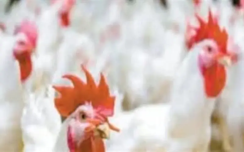 بورصة الدواجن والبيض اليوم: تفاصيل أسعار الفراخ البيضاء والبلدي في مصر بنهاية الشهر