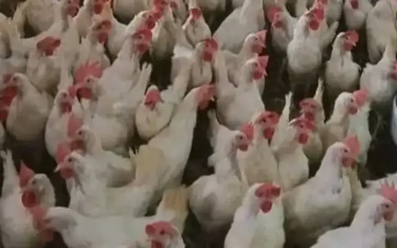 بورصة الدواجن.. استقرار أسعار الفراخ.. والبانيه بـ200 جنيه