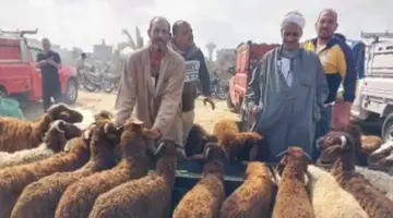 تبدأ من 5000 جنيه.. تكاليف الأضاحي داخل سوق المواشي بدمياط