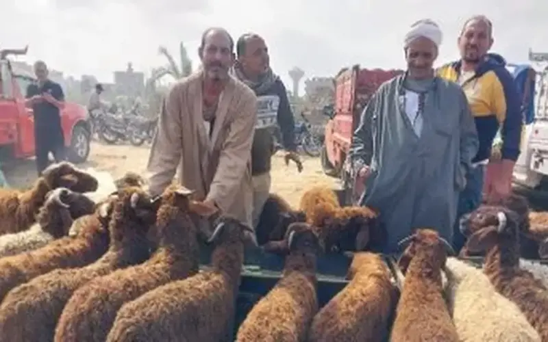 تبدأ من 5000 جنيه.. تكاليف الأضاحي داخل سوق المواشي بدمياط
