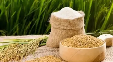 تبلغ أسعار تصدير الأرز الفيتنامي 500 دولار للطن، والسوق المحلية تشهد ازدهاراً.