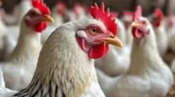 تحديث لحظي لأسعار الدواجن ومشتقاتها: سعر البانيه والأوراك والكبد والقوانص اليوم