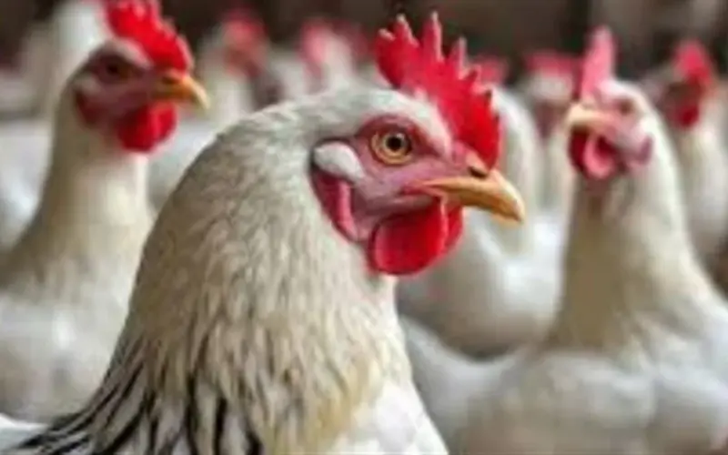 تحديث لحظي لأسعار الدواجن ومشتقاتها: سعر البانيه والأوراك والكبد والقوانص اليوم