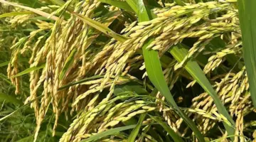 تحسنت أسعار الأرز الطازج في منتصف الأسبوع.