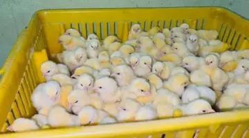 تراجع الأربو، أسعار الكتاكيت والبط اليوم الثلاثاء في بورصة الدواجن