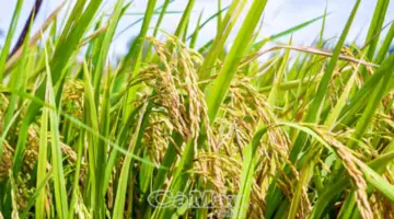 تطوير جودة صناعة الأرز في السياق الجديد.