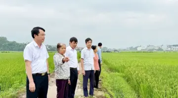 تعمل بلدية هوب لي على تقييم نموذج زراعة الأرز العشبي.