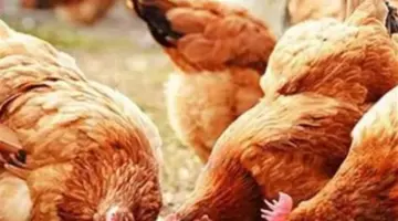 تفاصيل أسعار الفراخ البيضاء والبلدي والساسو في المزارع والأسواق منذ ساعتين و20 دقيقة