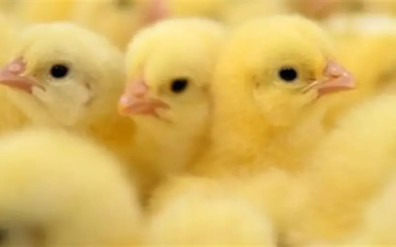 تفاوت أسعار الكتاكيت بين الشركات والمزارع.. كم سجل سعر كتكوت الوادي اليوم؟