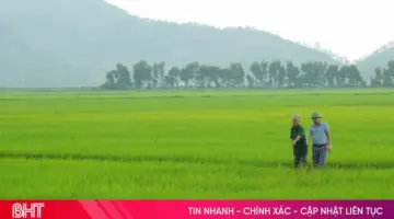 توزيع موارد المياه بشكل عقلاني والقضاء التام على حقول الأرز المصابة بالآفات والأمراض.