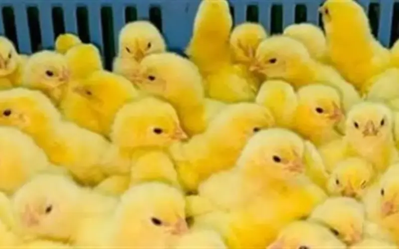 توقعات سوق الدواجن.. كيف تأثرت أسعار الكتاكيت بتكاليف الأعلاف والطلب المحلي؟