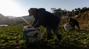 حرب إيران.. شح الوقود والأسمدة يهدد أهم سلعة غذائية في آسيا | اقتصاد