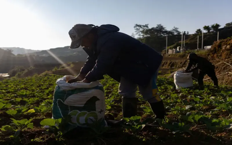 حرب إيران.. شح الوقود والأسمدة يهدد أهم سلعة غذائية في آسيا | اقتصاد