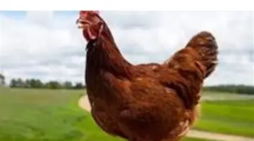 خريطة أسعار الدواجن والبيض اليوم: انخفاض مفاجئ يخدم المستهلك ويضغط على المنتجين