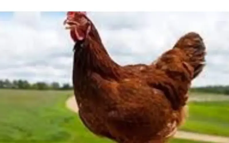 خريطة أسعار الدواجن والبيض اليوم: انخفاض مفاجئ يخدم المستهلك ويضغط على المنتجين