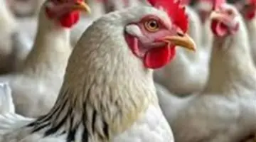 دليل المواطن لأسعار الطيور بالشرقية: الفراخ والبيض والكتاكيت تحت مجهر المتابعة اليومية