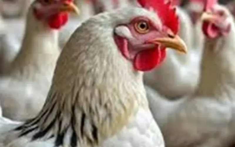 دليل المواطن لأسعار الطيور بالشرقية: الفراخ والبيض والكتاكيت تحت مجهر المتابعة اليومية