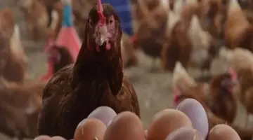 دواجن “الساسو” والأمهات: خريطة الأسعار من قلب المزرعة وحتى مائدة المستهلك النهائي