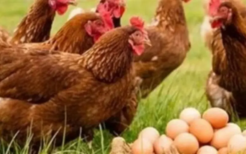 دورة العرض والطلب تنعش الأسواق.. انخفاض أسعار البروتين الأبيض في متناول الجميع