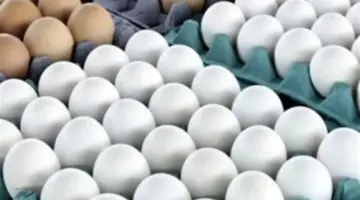 رئيس شعبة البيض: السوق يشهد فترات انخفاض غير مُسلط عليها الضوء إعلامياً