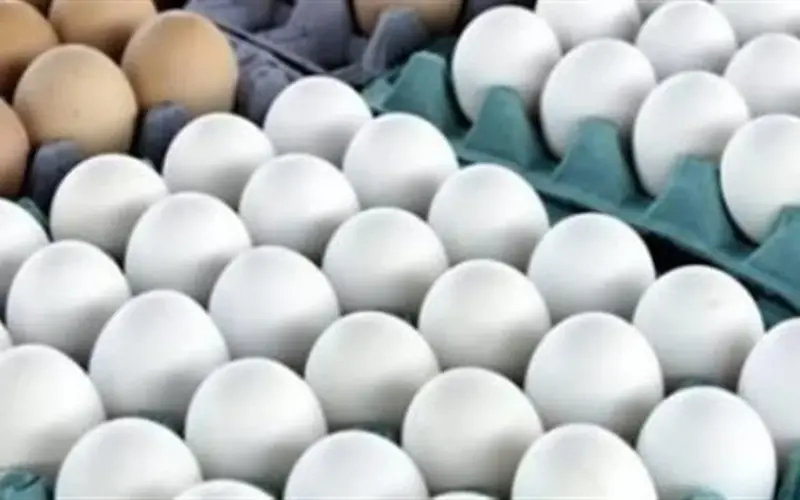 رئيس شعبة البيض: السوق يشهد فترات انخفاض غير مُسلط عليها الضوء إعلامياً
