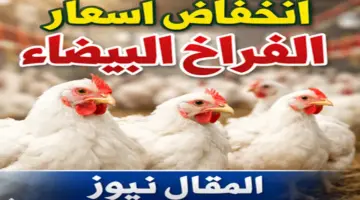 سعر الفراخ البيضاء كام النهارده في مصر