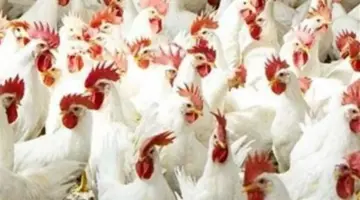 سعر الفراخ البيضاء والبلدي اليوم الخميس.. مفاجأة في أسعار بورصة الدواجن