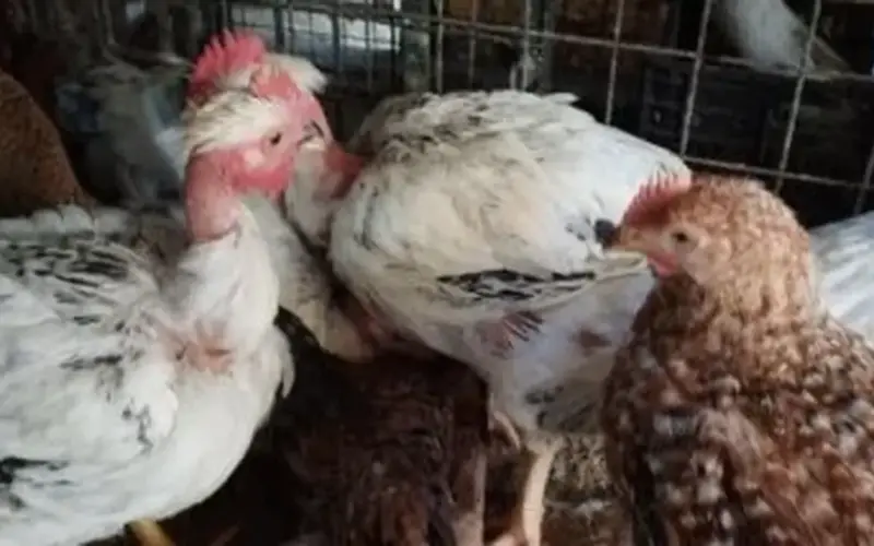 سعر الفراخ بكام؟.. أسعار الدواجن بالغربية اليوم الثلاثاء 21 أبريل 2026