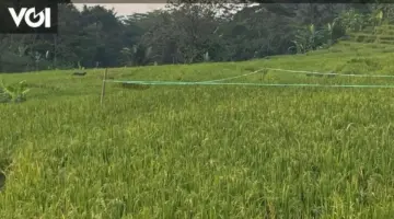 سعر القمح يصل إلى 7500 روبية كينية للكيلوغرام، أقرت محطة الغذاء بأن سعر القمح قد تجاوز سعر التجزئة