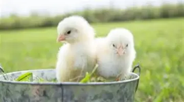 سعر الكتكوت الأبيض اليوم السبت 18-4-2026 في بورصة الدواجن.. مستجدات جديدة