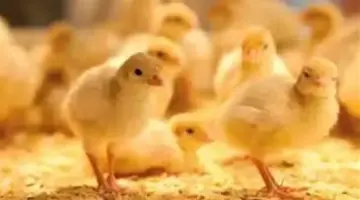 سعر الكتكوت الأبيض اليوم عمر يوم.. التفاصيل بالكامل.