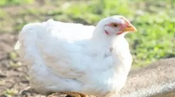 سعر الكتكوت اليوم في الشرقية: تفاصيل أسعار الشركات والأهالي الخميس 23 أبريل 2026