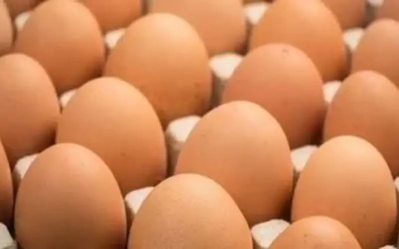 سعر طبق البيض بالقليوبية اليوم الثلاثاء 14- 4 – 2026.. الأبيض بـ103 جنيهات