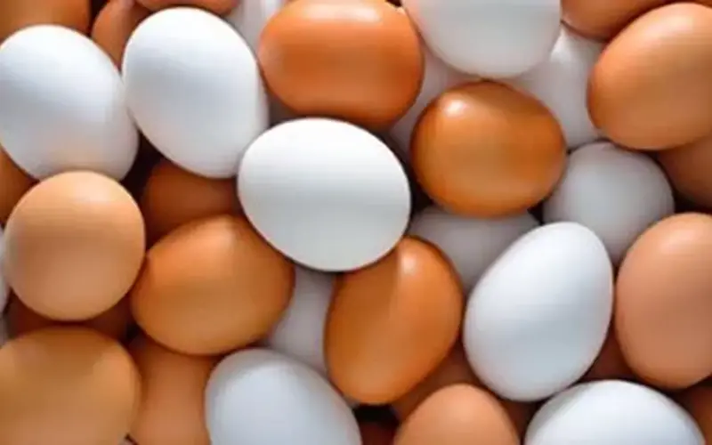 سعر كرتونة البيض 110 جنيهات.. أسعار البيض بكفر الشيخ السبت 4 أبريل 2026