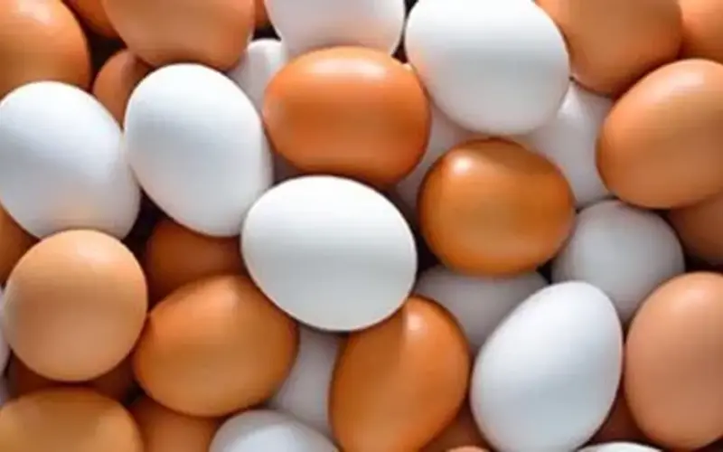 سعر كرتونة البيض بكام؟.. أسعار البيض بكفر الشيخ الاثنين 20 أبريل 2026