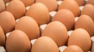 سعر طبق البيض بالقليوبية اليوم الخميس 16- 4 – 2026.. الأبيض بـ103 جنيهات