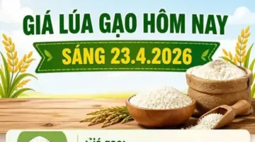 صعود أسعار الأرز IR 504، وبقاء سوق الأرز مستقراً.