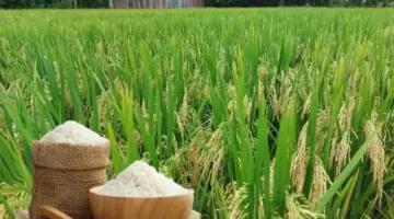 صعود أسعار الأرز الطازج بشكل عام.