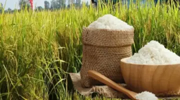 صعود حاد في أسعار تصدير الأرز.