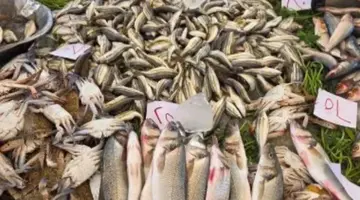 طالع أسعار الأسماك اليوم في الإسماعيلية.. فيديو