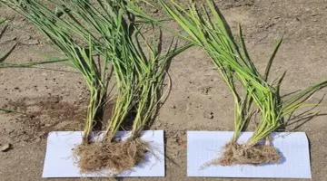 طفرة جديدة في زراعة الأرز في اليابان