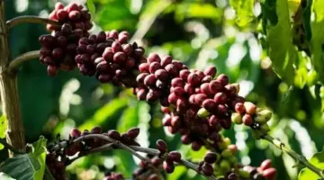 ظلت أسعار الفلفل والقهوة دون تغيير، بينما استقرت أسعار الأرز.