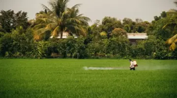 عاجل: مزارعون في كان ثو يتكاتفون لضخ المياه جماعياً… هذا هو السر لخفض تكاليف الأرز بنسبة 40% مع توقع إنتاج 1.65 مليون طن!